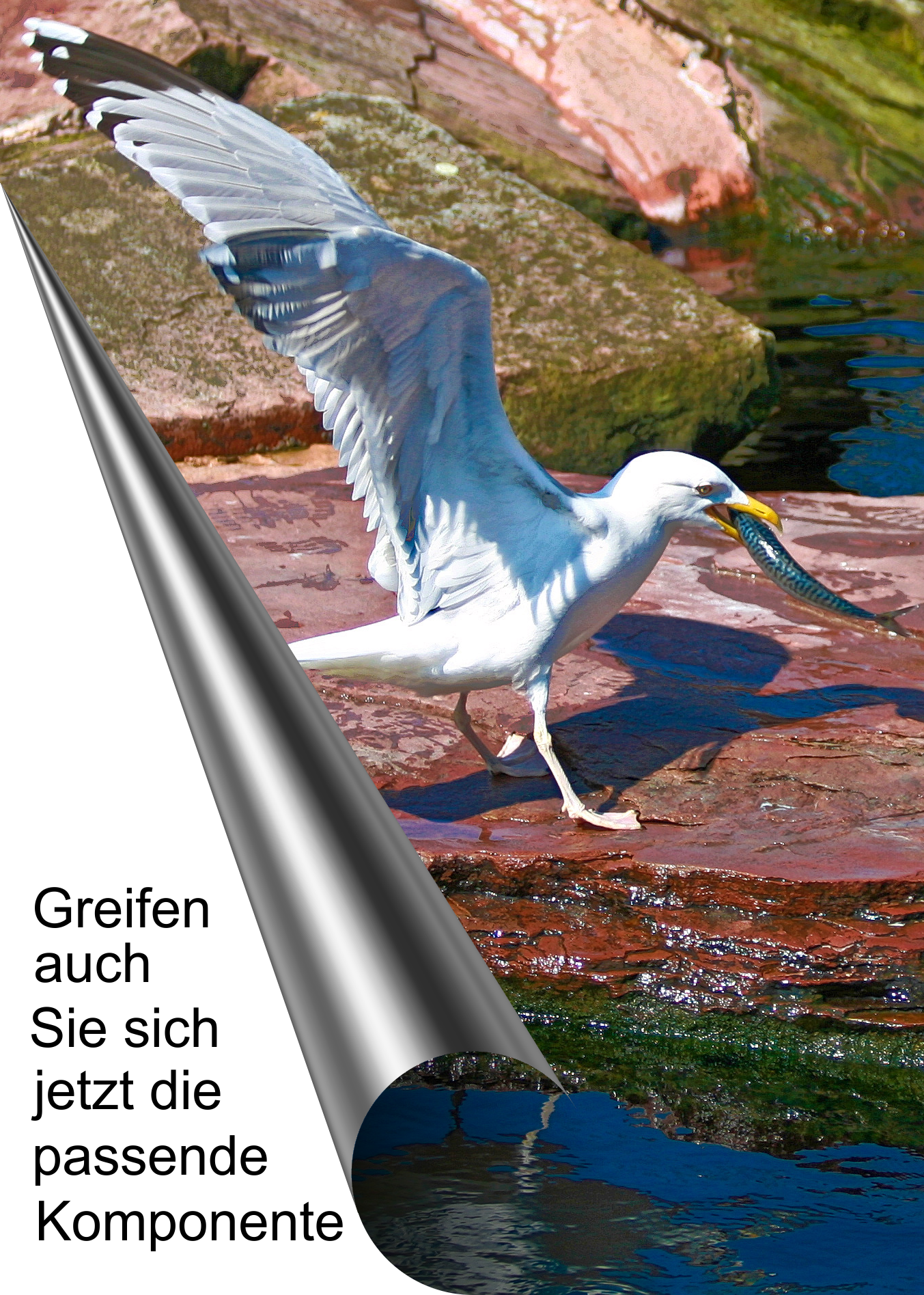 SchnappRollTextFisch