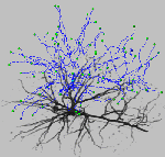3DneuronNoApp[1]